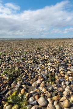 Shells at ebb tide, the Wadden Sea, Schiermonnikoog