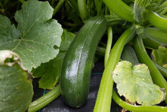 Green zucchini growing in organic home garden