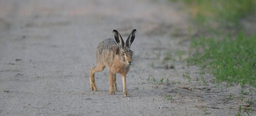 Zając szarak (Lepus europaeus) siedzący czujnie na piaszczystej wiejskiej drodze, dzika przyroda. © Joanna