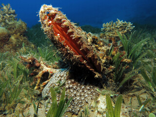 A common pearl oyster Pinctada margaritifera in the seagrass meadow             © Nina