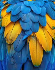 Obraz premium A macro shot of vibrant blue and yellow macaw feathers.