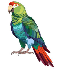 Fototapeta premium An illustrated detailed colorful Macaw parrot, isolated against a plain white background