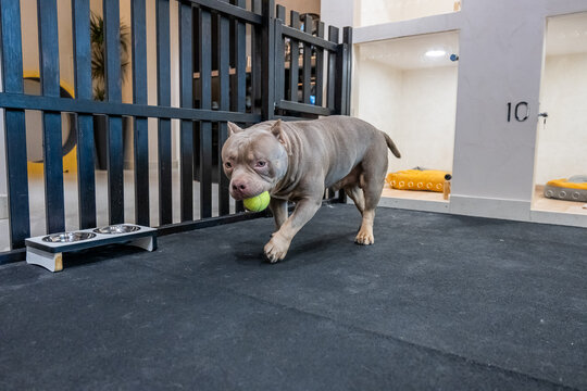 Pet hotel. A bully dog at a daycare during center.