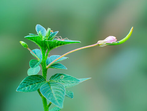 Macro shot of Fringed Spider Flower (Cleome rutidosperma) bud and young seed pod with green leaves