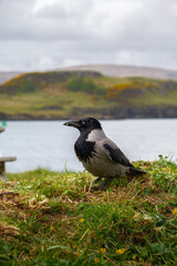 Obraz premium Corbeau mantelé sur herbe à Dunvegan, île de Skye, Écosse