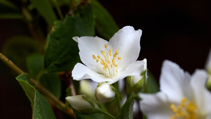 Obraz premium White jasmine or mock orange flowers bloom on green bush against dark background. Fragrant blossoms show delicate petals and yellow stamens in close-up view. Beautiful spring nature floral purity.