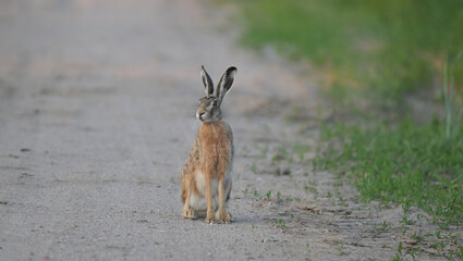 Zając szarak (Lepus europaeus) siedzący czujnie na piaszczystej wiejskiej drodze, dzika przyroda. © Joanna