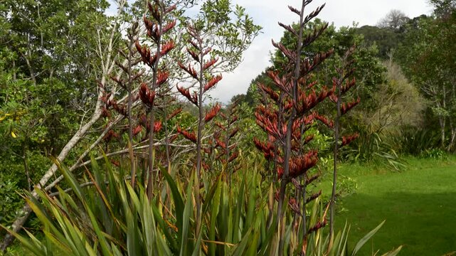 A scenic vertical camera movement showcasing tall flowering stalks of native Harakeke flax plants.