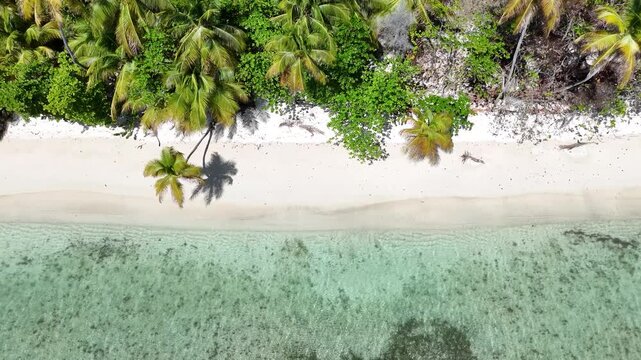 top down drone shot of dense green palm trees leaning over a remote white sand beach. Untouched tropical nature paradise scene at Pigeon Point, Tobago Island, Trinidad and Tobago