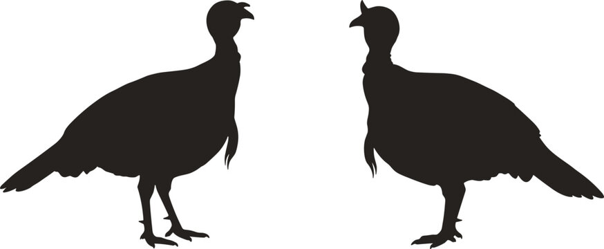 Wild Turkey Silhouette Pair Set with Left and Right Facing Standing Bird Vector Illustration