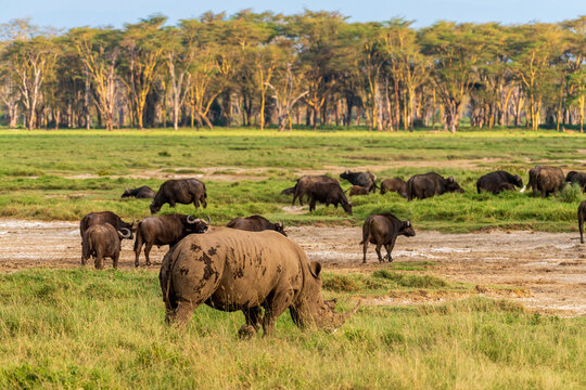 Close-up of an encounter with a herd White Rhinoceros -Ceratotherium simum- in Lake Nakuru national park, Kenya. They are grazing amid a herd of Cape Buffalo -Syncerus caffer- in the early golden hour