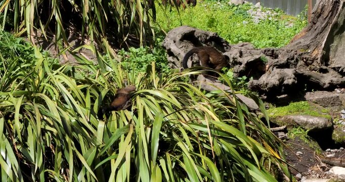 Capuchin monkeys at Willowbank Nature Reserve, Christchurch, New Zealand.