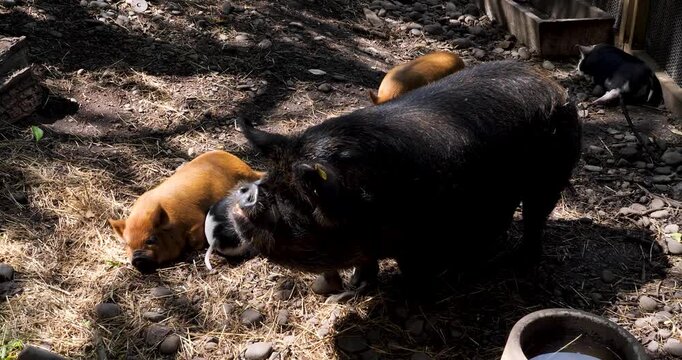 Kunekune pigs at Willowbank Nature Reserve, Christchurch, New Zealand.