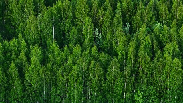 Deciduous forest swaying in wind making green natural background, High angle view from drone