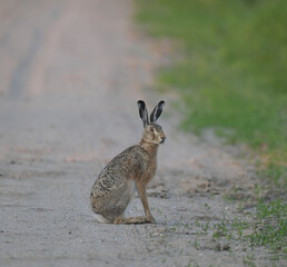 Zając szarak (Lepus europaeus) siedzący czujnie na piaszczystej wiejskiej drodze, dzika przyroda. © Joanna