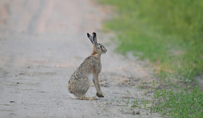 Zając szarak (Lepus europaeus) siedzący czujnie na piaszczystej wiejskiej drodze, dzika przyroda. © Joanna