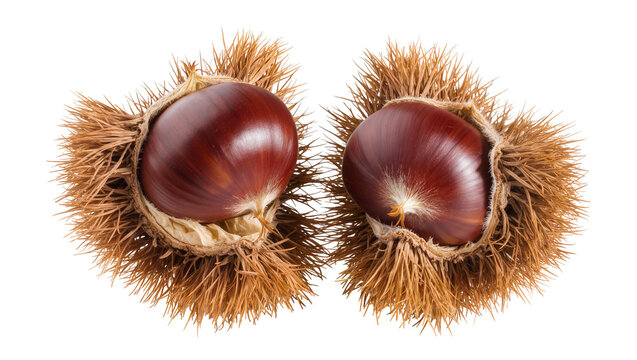 Two ripe chestnuts in spiky brown husks