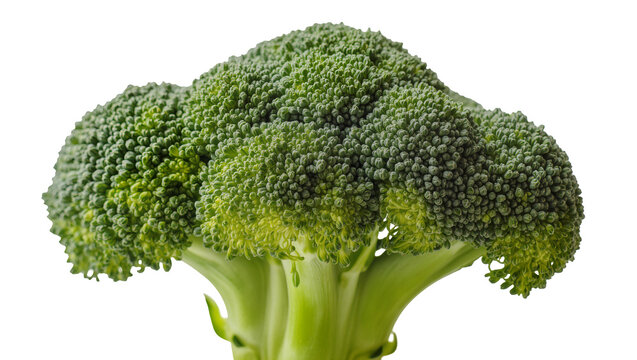 Fresh green broccoli florets and thick stem