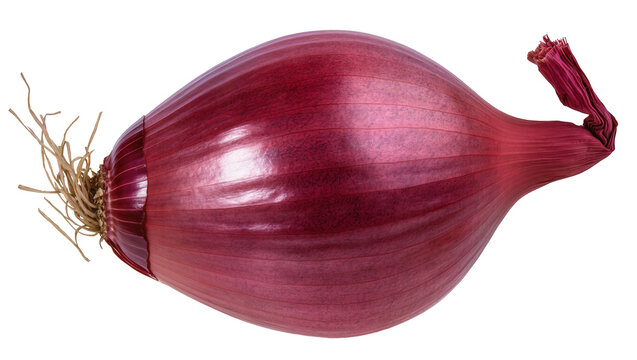Red onion with roots and stem