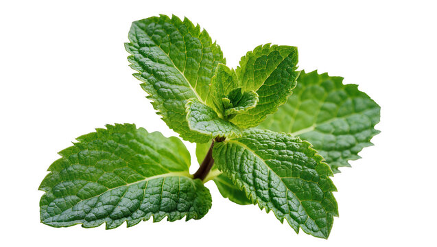 Fresh green mint leaves sprig close-up