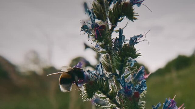 Bumblebee Exploring Blue Flowers Under Bright Sky