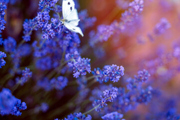 Large White butterfly feeding on lavender nectar under bright sunlight. © Anna