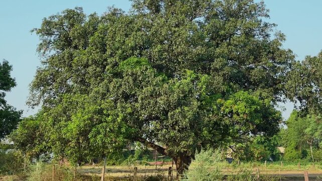 Wide shot of a large mango tree full of green mangoes growing across its dense canopy in a rural landscape under clear daylight.
