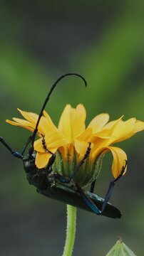 Insect on a Flower with Soft Focus Background
