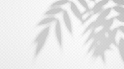 Obraz premium Shadow overlay of twig on transparent background. Blurred tree branch silhouette creating soft natural light effect.