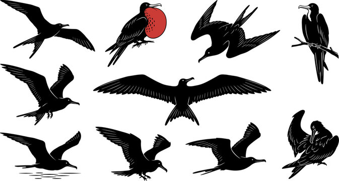 vector can editable Dynamic aerial display of magnificent frigatebird silhouettes featuring the iconic crimson gular pouch