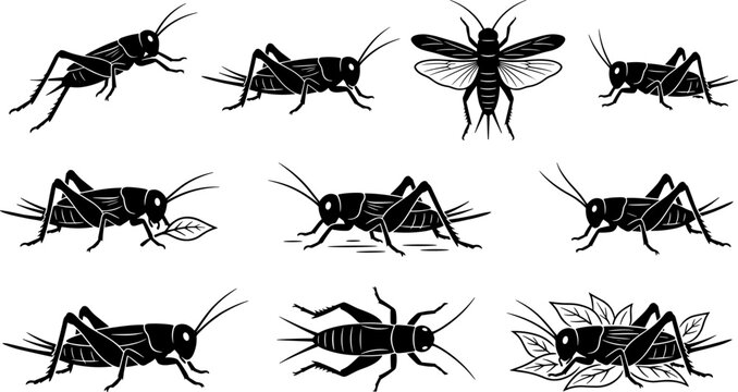 vector can editable Dynamic silhouette collection of crickets and grasshoppers in jumping and feeding poses