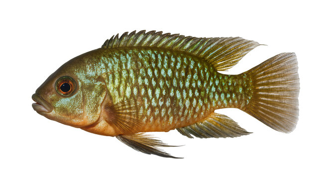 Green and orange cichlid fish with patterned scales