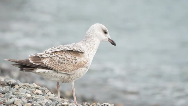 Juvenile seagull stands on a pebble beach searching for food near the cold gray ocean water on an overcast day.