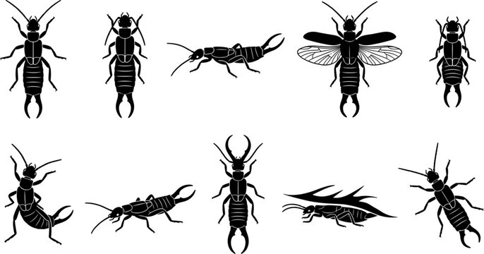 vector can editable Intricate entomological study of earwig silhouettes featuring distinctive cerci and wing structures