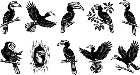 Fototapeta premium vector can editable Tropical hornbill silhouettes featuring unique beak casques and arboreal nesting habits