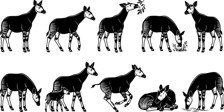 vector can editable Enigmatic okapi silhouettes showcasing the unique striped limbs and giraffid anatomy