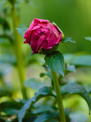 Obraz premium Paeonia 'Paula Fay' isherbaceous peony variety , a second generation hybrid. The blooming of a magnificent purple 'Paula Fay' peony in the garden. Natural Wallpaper