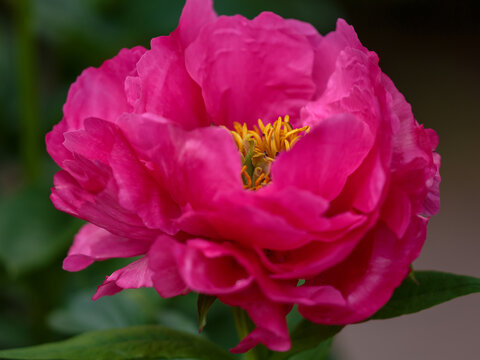 Paeonia 'Paula Fay' is herbaceous peony variety , a second generation hybrid. The blooming of a magnificent purple 'Paula Fay' peony in the garden.  Natural Wallpaper. Floral background.