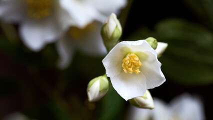 Fototapeta premium White jasmine or mock orange flowers bloom on green bush against dark background. Fragrant blossoms show delicate petals and yellow stamens in close-up view. Beautiful spring nature floral purity.