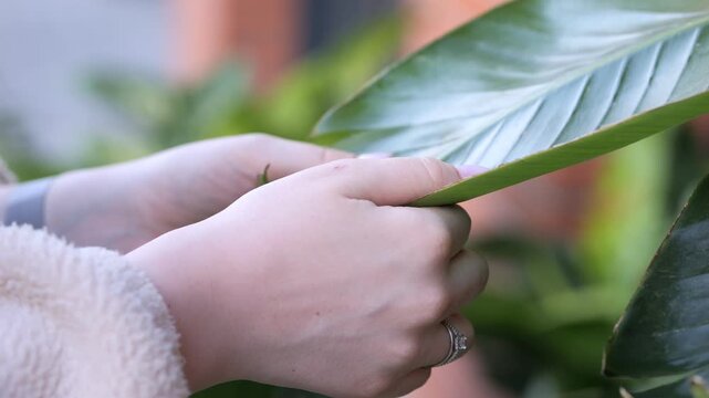 Close-up of hands holding a large green leaf. Soft focus background shows indoor plants. Person wears light-colored sweater with visible wristband and ring. Leaf has glossy surface and prominent veins