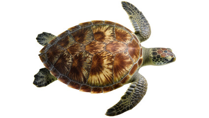 Green sea turtle swimming with flippers extended © Jonas