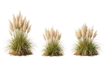 Obraz premium Ornamental grass clumps with beige feathery plumes, pampas-style garden plant tufts for landscaping and nature design isolated PNG with Transparent Background