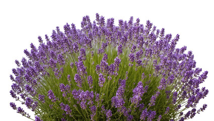 Obraz premium Bush of blooming lavender flowers with green stems