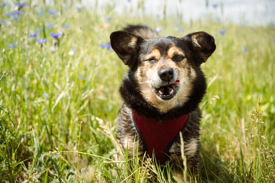 Funny mixed-breed dog making a goofy face while walking in a sunny summer wildflower meadow. Happy dog licking nose close-up portrait.