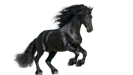 Majestic black Friesian horse galloping with flowing mane and tail © Paul