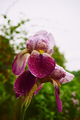 Kosaciec bródkowy , irys, Iris L. © Marcin Łazarczyk