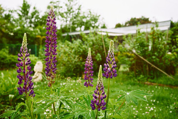 Łubin trwały, Lupinus polyphyllus L. © Marcin Łazarczyk