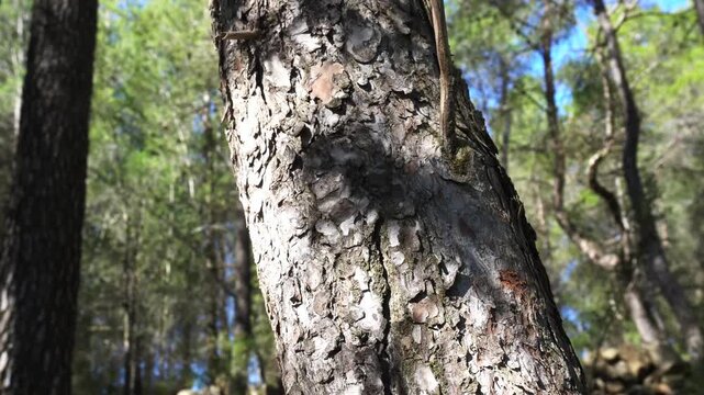 Sunlight and moving leaf shadows on pine tree trunk in forest, cinematic nature scene