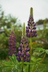 Łubin trwały, Lupinus polyphyllus L. © Marcin Łazarczyk