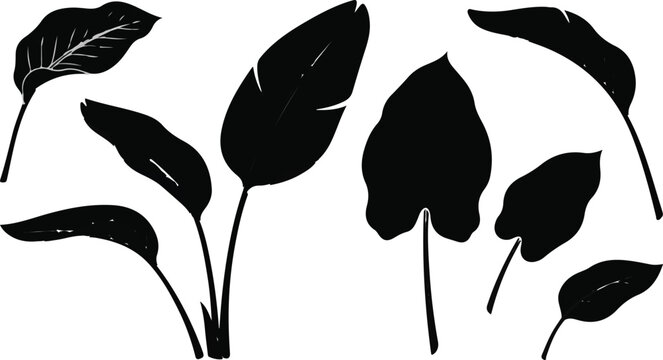 Banana leaves and caladium plant bushes vector silhouette graphic design